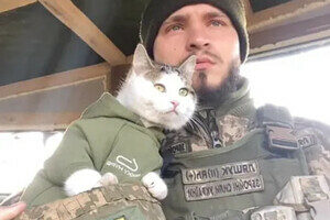 В Одесской области пропал боевой котик "Шайба" В Одесской области пропал боевой котик "Шайба"