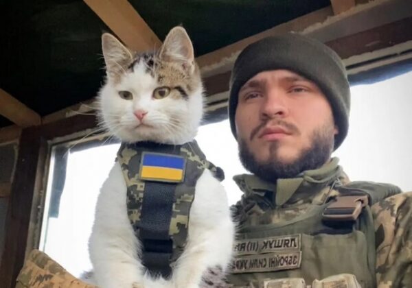 В Одесской области пропал боевой котик "Шайба" В Одесской области пропал боевой котик "Шайба"