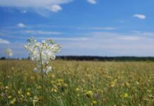 В Одесской области хотят образовать новые заповедные зоны