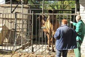 К невесте: в Одессу из Николаева привезли верблюда К невесте: в Одессу из Николаева привезли верблюда