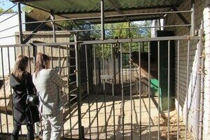 К невесте: в Одессу из Николаева привезли верблюда К невесте: в Одессу из Николаева привезли верблюда