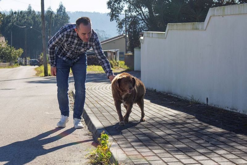 Помер найстаріший собака у світі: Бобі був 31 рік